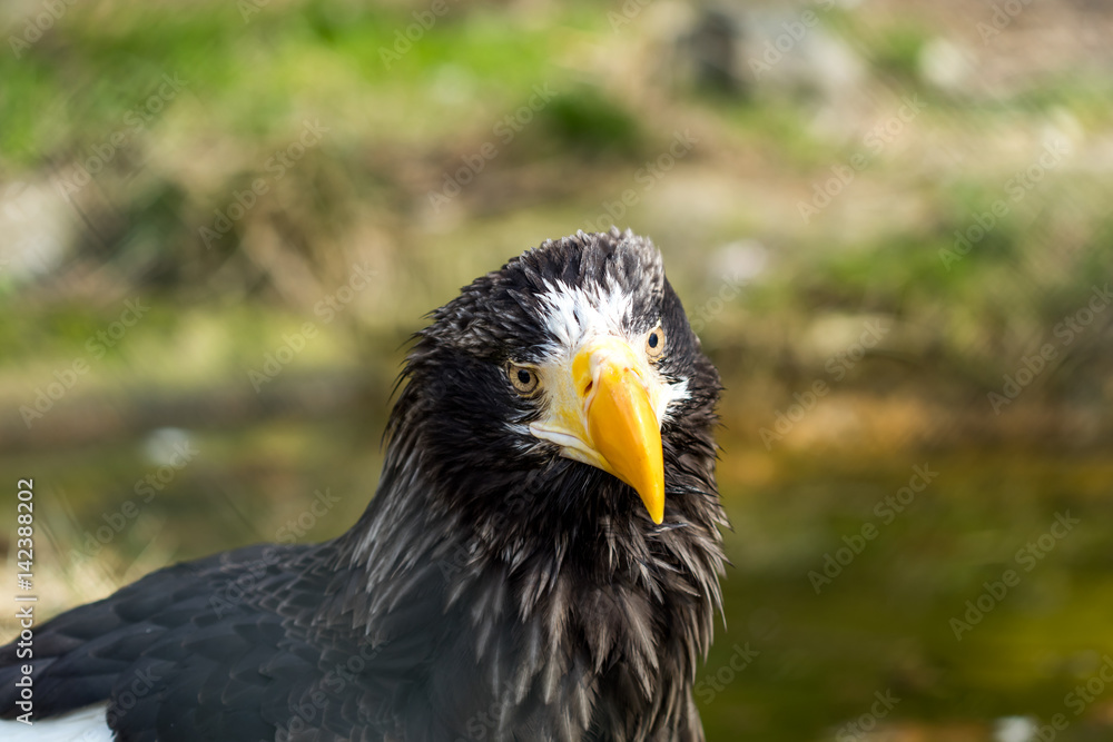 Fototapeta premium The portrait of Stellers sea eagle (Haliaeetus pelagicus)