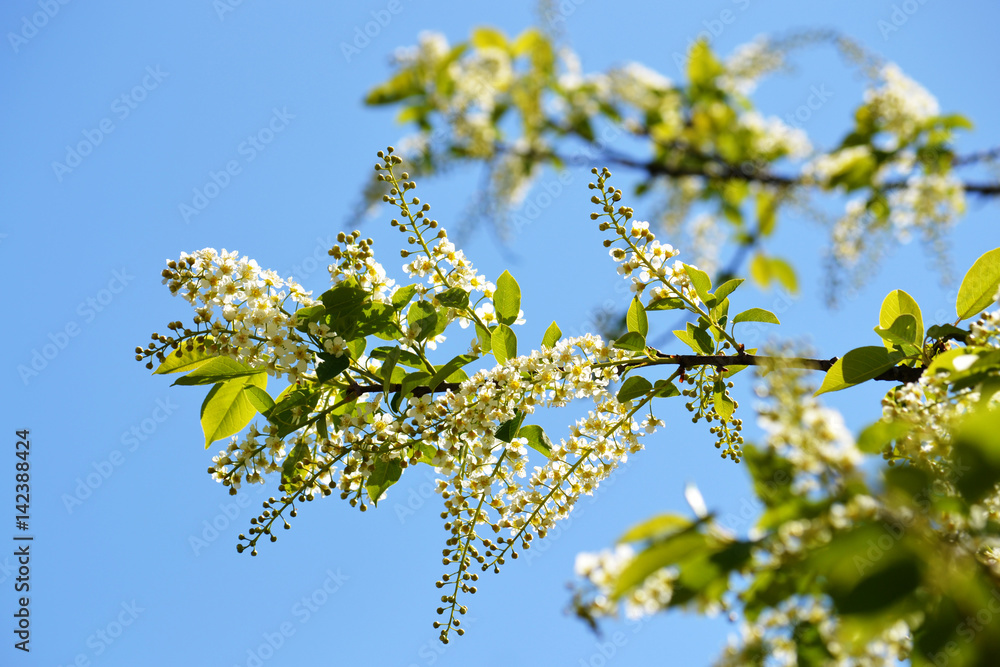 White blossoms in spring White blossoms in spring