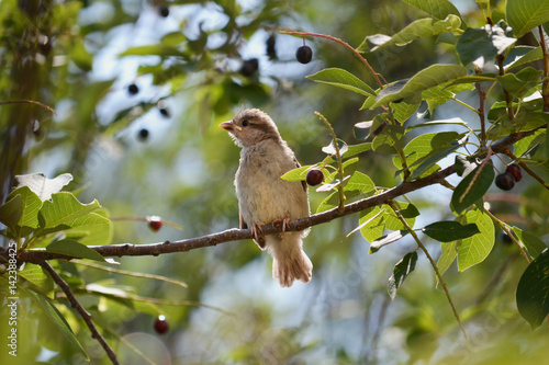  Inexperienced nestling sparrow