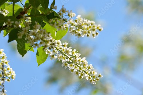  White blossoms in spring