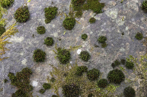 Green moss growing on the gray stone photo