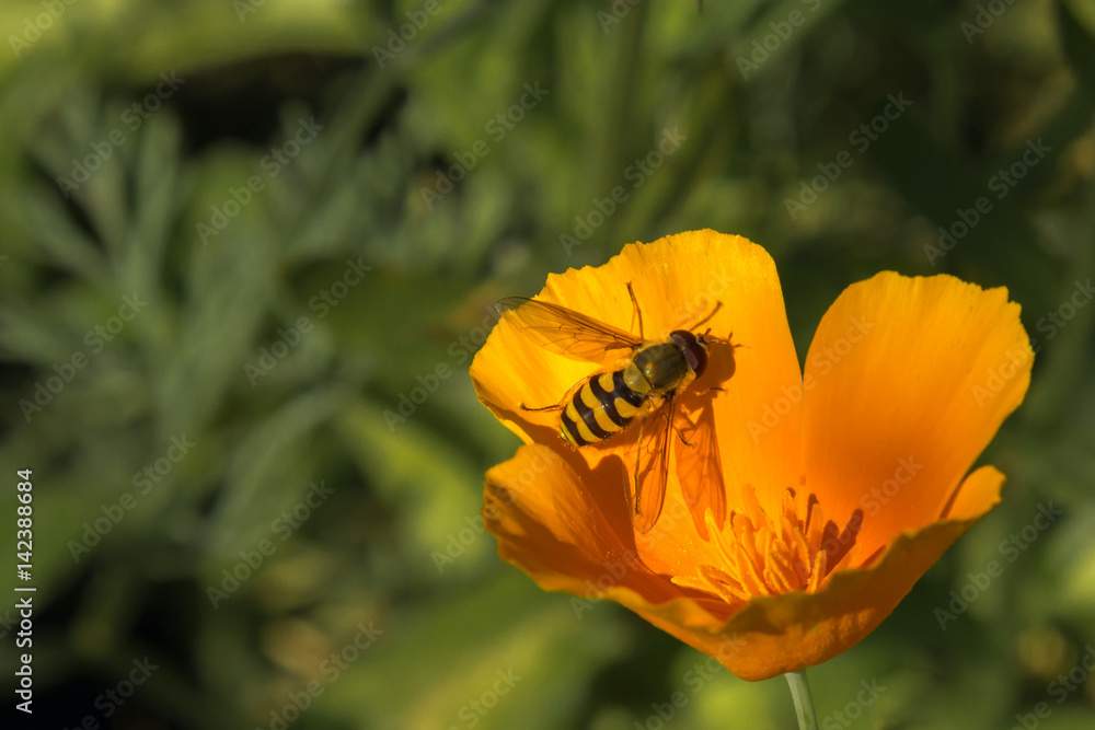 one yellow flower with insects on a summer sunny day in the garden one yellow flower with insects on a summer sunny day in the garden