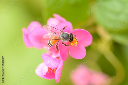 Bee eating pollen from flower on a nature background.