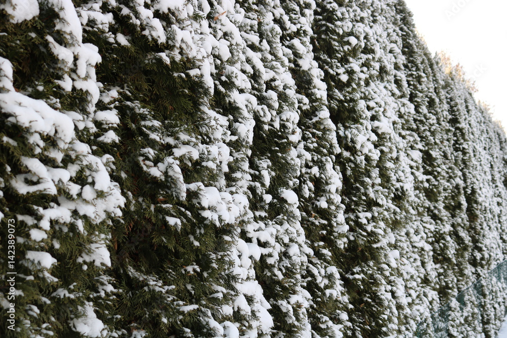 Fototapeta premium Hecke im Winter