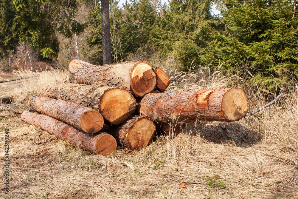 Timber harvesting in the forest. A pile of felled pine trees. Timber industry. Timber harvesting in the forest. A pile of felled pine trees. Timber industry.