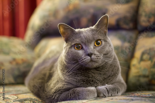 Chartreux