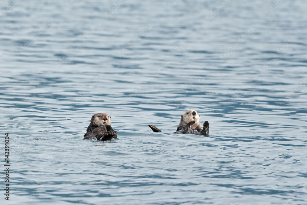 Fototapeta premium sea otter, enhydra lutris, Alaska