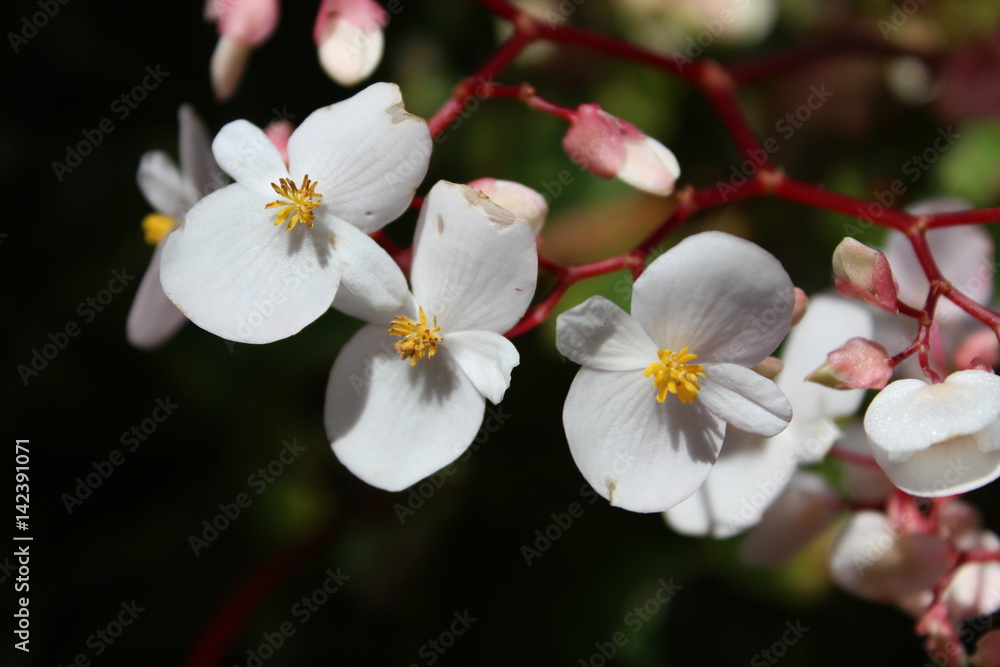 Fototapeta premium White Flower Nature