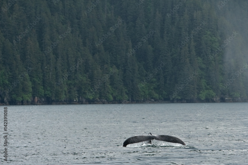 Fototapeta premium humpback whale, megaptera novaeangliae, Alaska