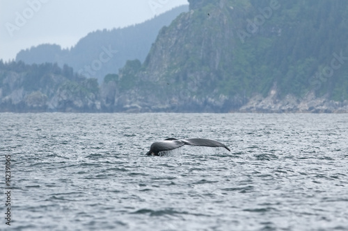 humpback whale, megaptera novaeangliae, Alaska