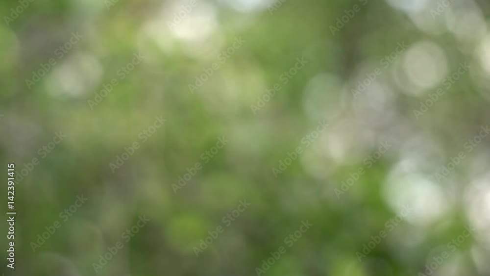 Defocused abstract nature background with green leaves and bokeh lights Defocused abstract nature background with green leaves and bokeh lights
