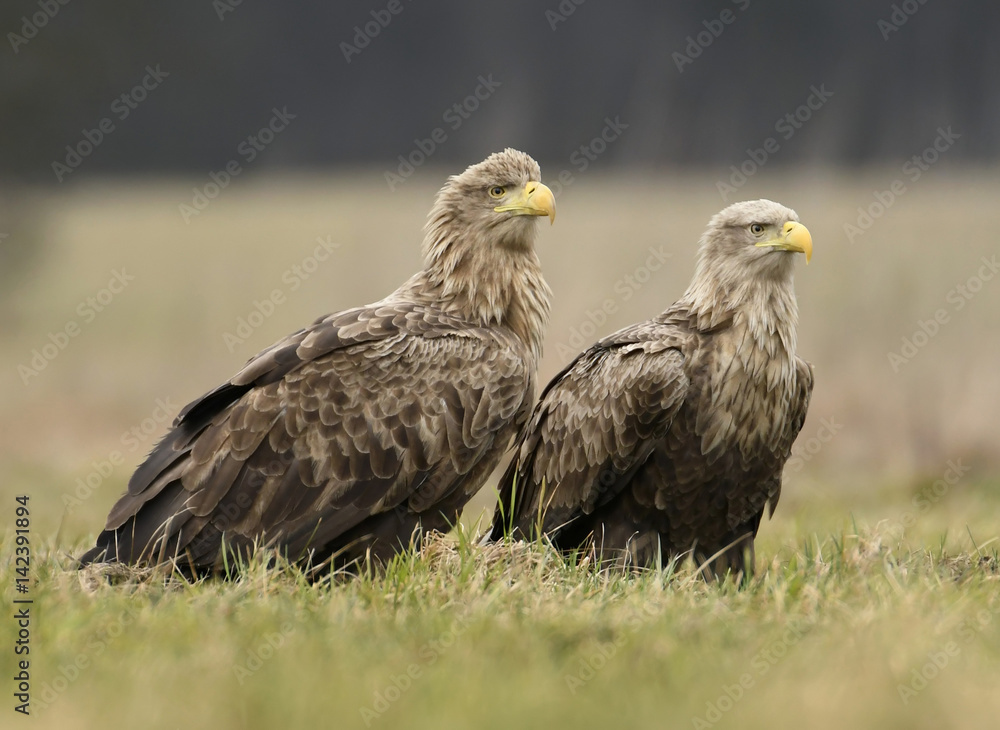 White tailed eagles (Halieetus albicilla) White tailed eagles (Halieetus albicilla)