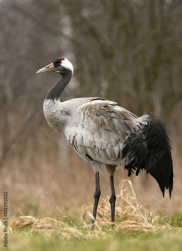 Fototapeta premium Common crane (Grus grus)