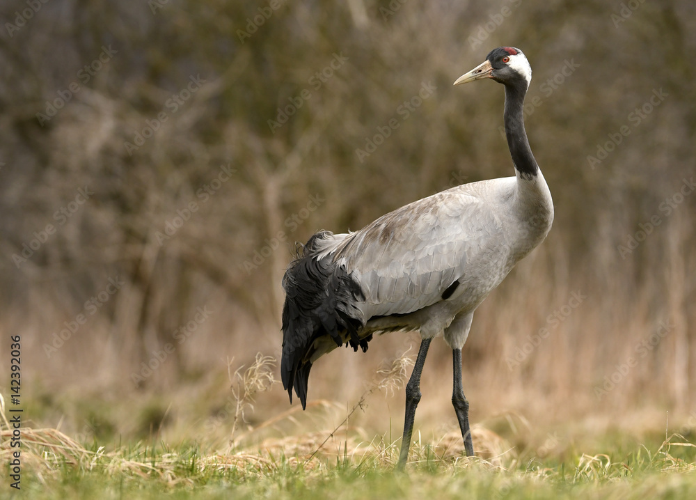Fototapeta premium Common crane (Grus grus)