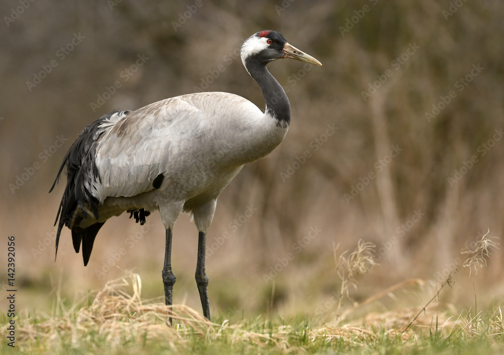 Naklejka premium Common crane (Grus grus)