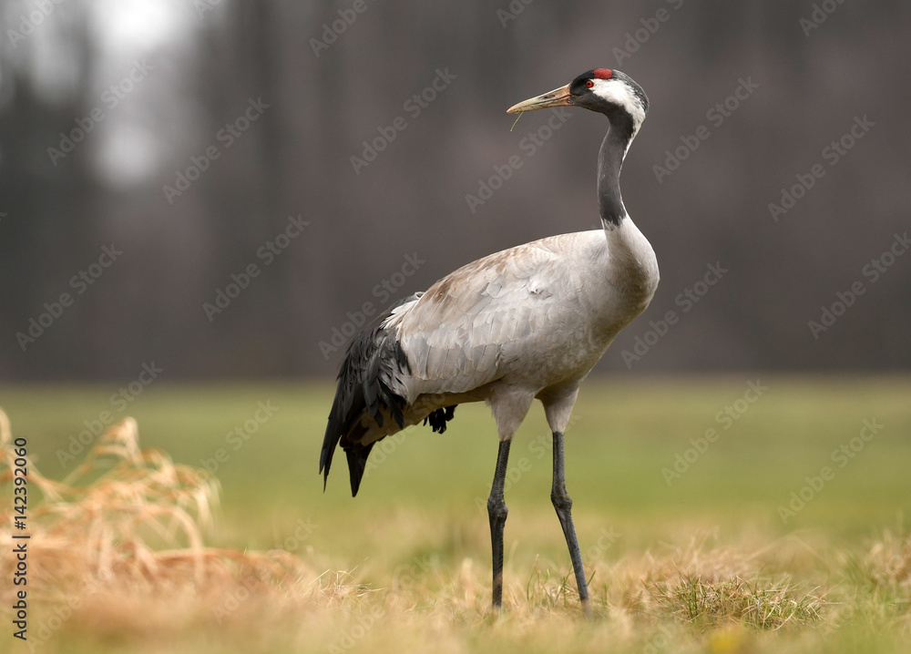 Fototapeta premium Common crane (Grus grus)