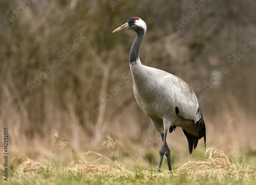 Common crane (Grus grus)