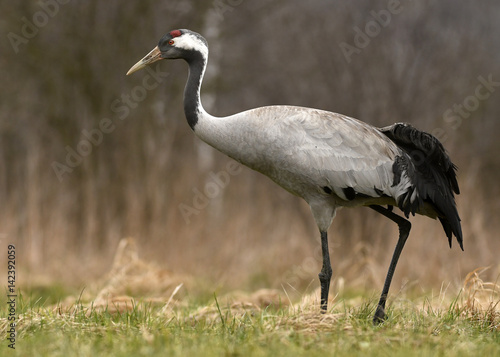 Common crane (Grus grus)