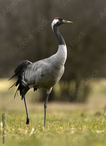 Common crane (Grus grus) © Piotr Krzeslak
