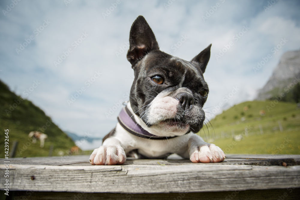 Fototapeta premium Boston Terrier in the Austrian Alps