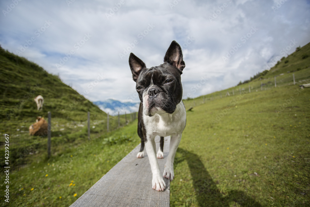 Boston Terrier in the Austrian Alps