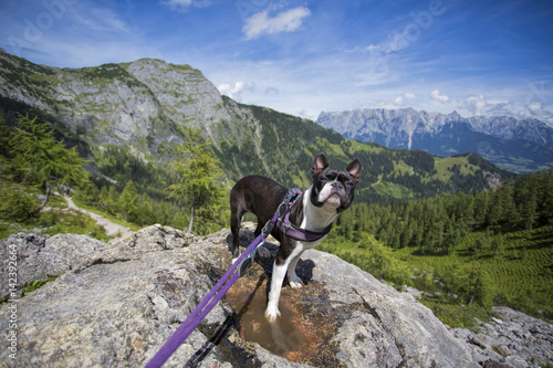 Fototapeta Naklejka Na Ścianę i Meble -  Boston Terrier in the Austrian Alps