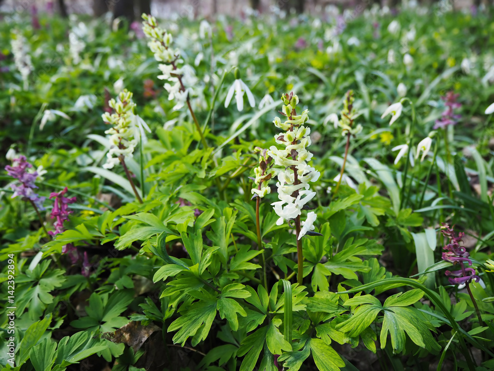 Wild floral carpet made of bulbous white fumewort Corydalis cava and snowdrop flowers Galanthus nivalis blooming in the spring forest near Dobrin in a sunny day, Czech Republic. Wild floral carpet made of bulbous white fumewort Corydalis cava and snowdrop flowers Galanthus nivalis blooming in the spring forest near Dobrin in a sunny day, Czech Republic.