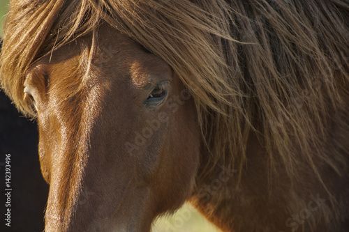 Icelandic brown horse close-up portrait with deep pensive eyes