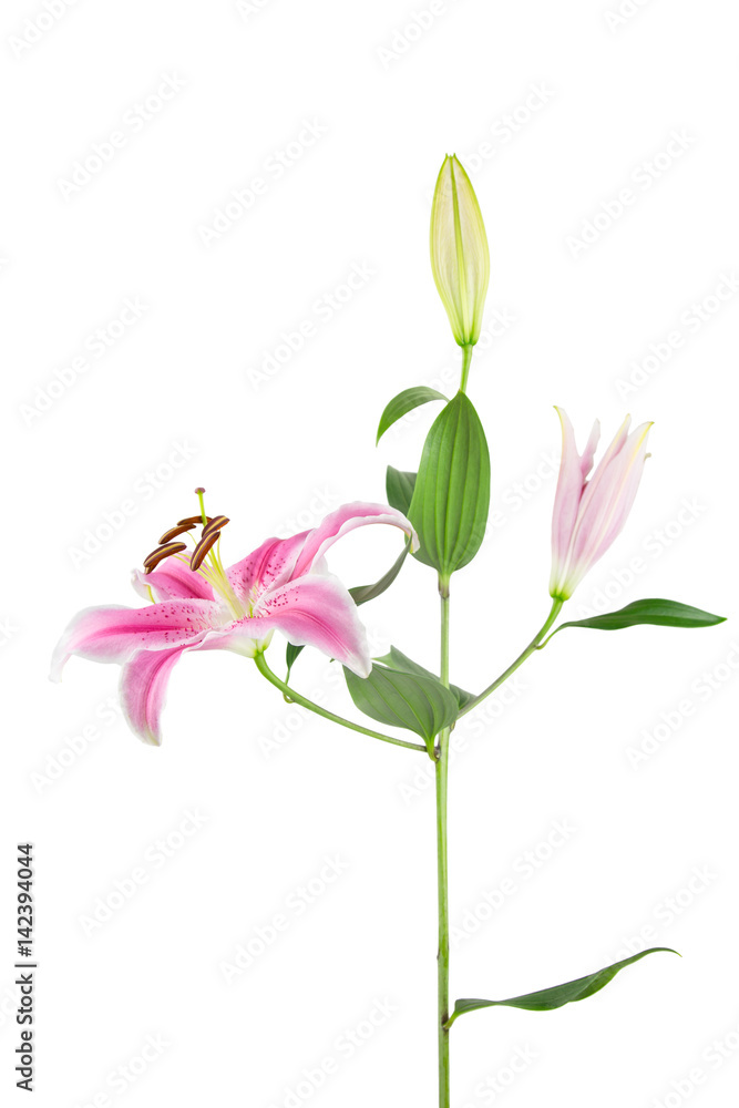 Pink and white Stargazer Lily isolated on white