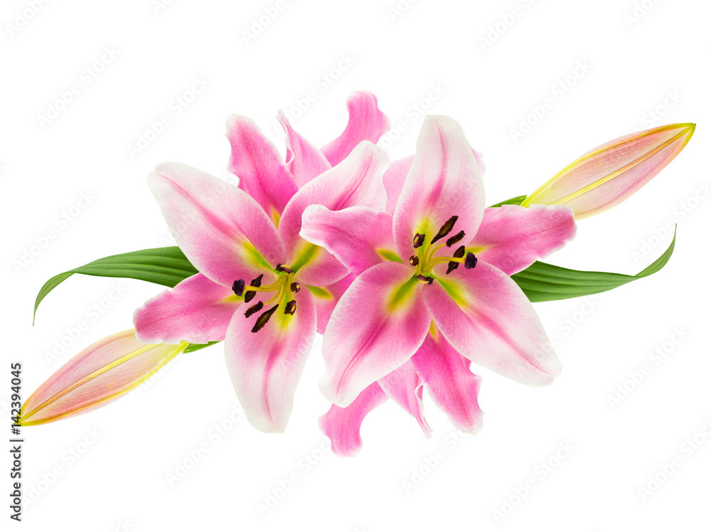 Montage of pink lily flowers, buds and leaves icolated on white