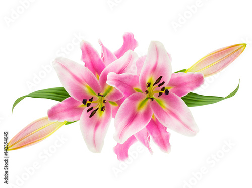 Fototapeta Montage of pink lily flowers, buds and leaves icolated on white