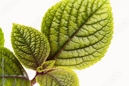 Plechanthus leaves close up background photo