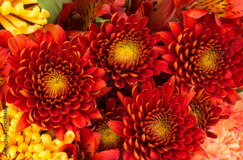Fototapeta Naklejka Na Ścianę i Meble -  Flower background of red and yellow mums