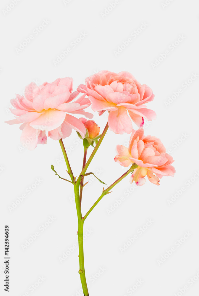 Old fashioned pastel peach garden roses with flowers and stem Old fashioned pastel peach garden roses with flowers and stem