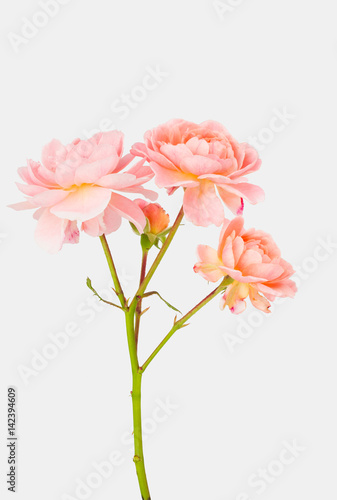 Old fashioned pastel peach garden roses with flowers and stem