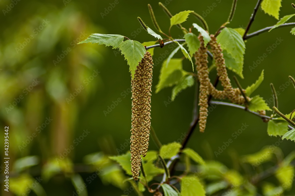 Fototapeta premium Gałązka z nasionami i liśćmi brzozy brodawkowatej lub Betula Alba wiosną, Sofia, Bułgaria