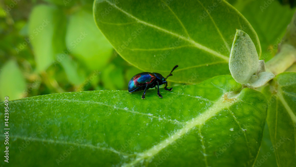 Naklejka premium Ladybird