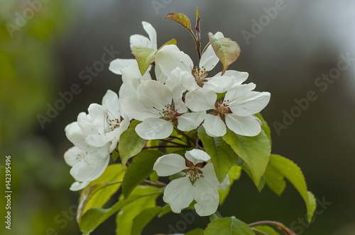 Twig with bloom and leaves of a cherry japanese  tree in springtime  Sofia  Bulgaria 