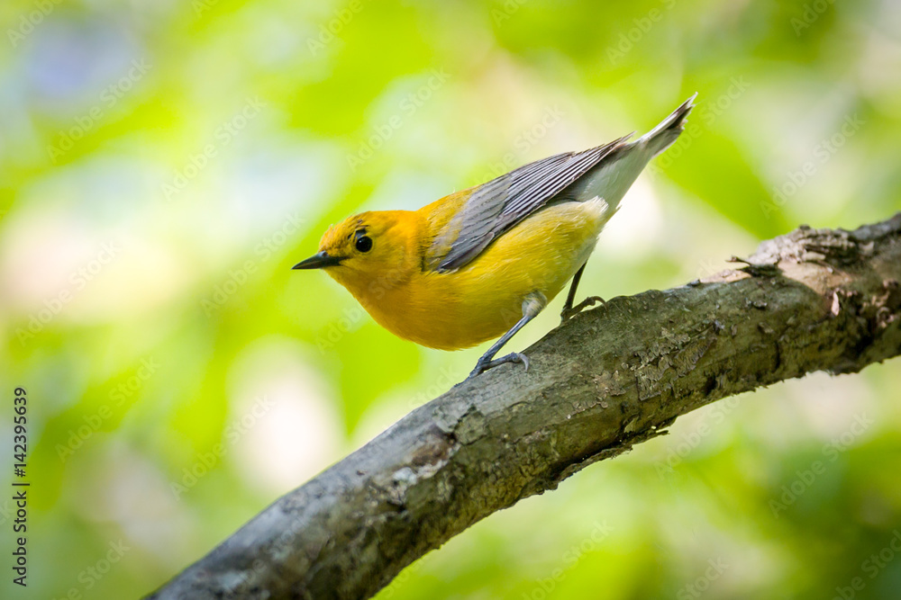 Obraz premium Prothonotary Warbleer - Magee Marsh , Ohio