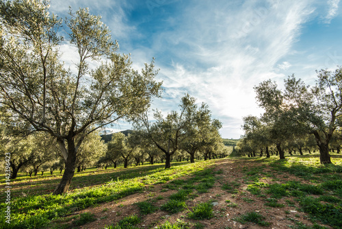 Olive trees in Sierra Nevada in Spain