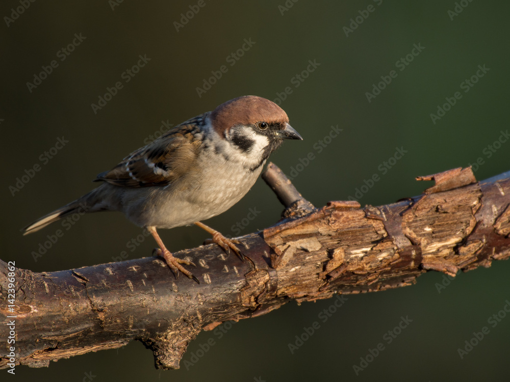 Obraz premium Eurasian tree sparrow