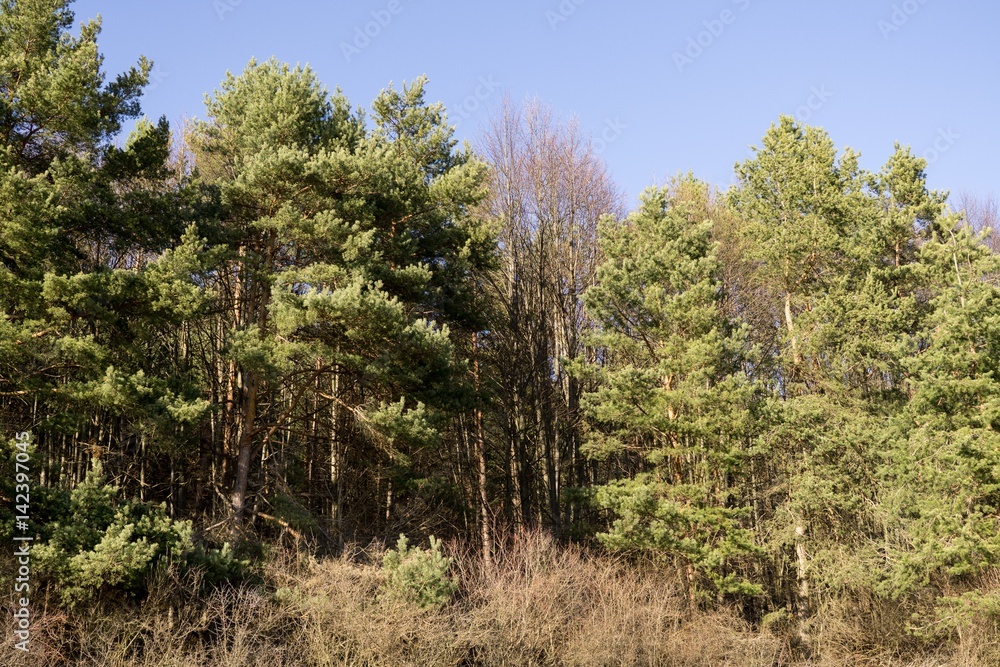 Magic trees and paths in the forest. Slovakia Magic trees and paths in the forest. Slovakia