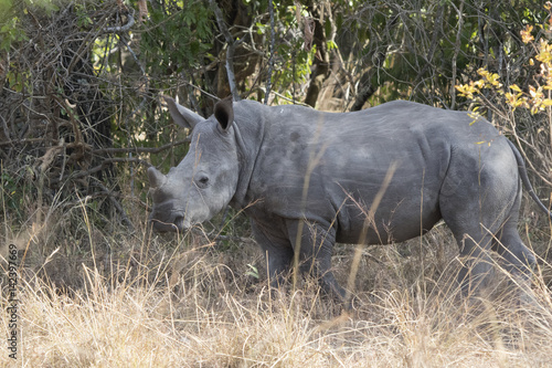 cub of a southern white rhinoceros standing in a bush savannah not far from a female © Tarpan