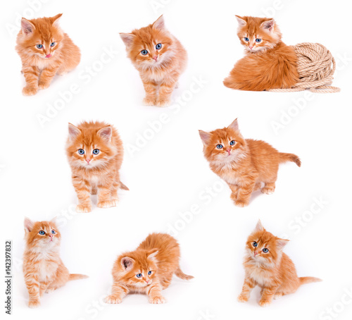 a large collection of small red kittens on white background isolated