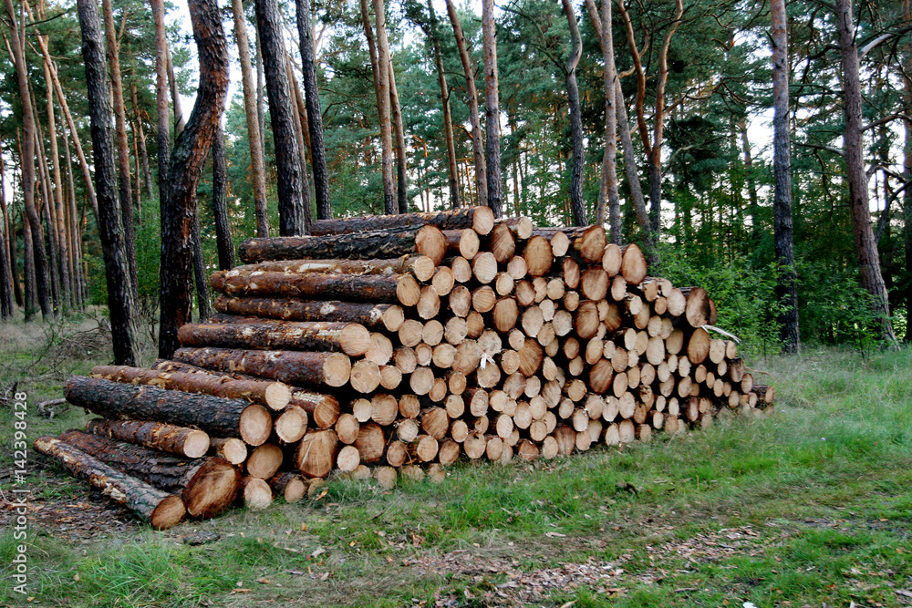 Gestapeltes Holz im Wald