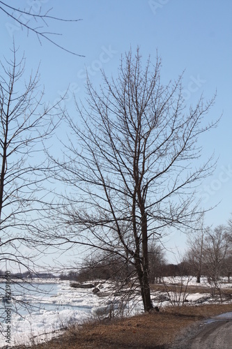 Tree along lake shore, bare of leaves during the winter season.