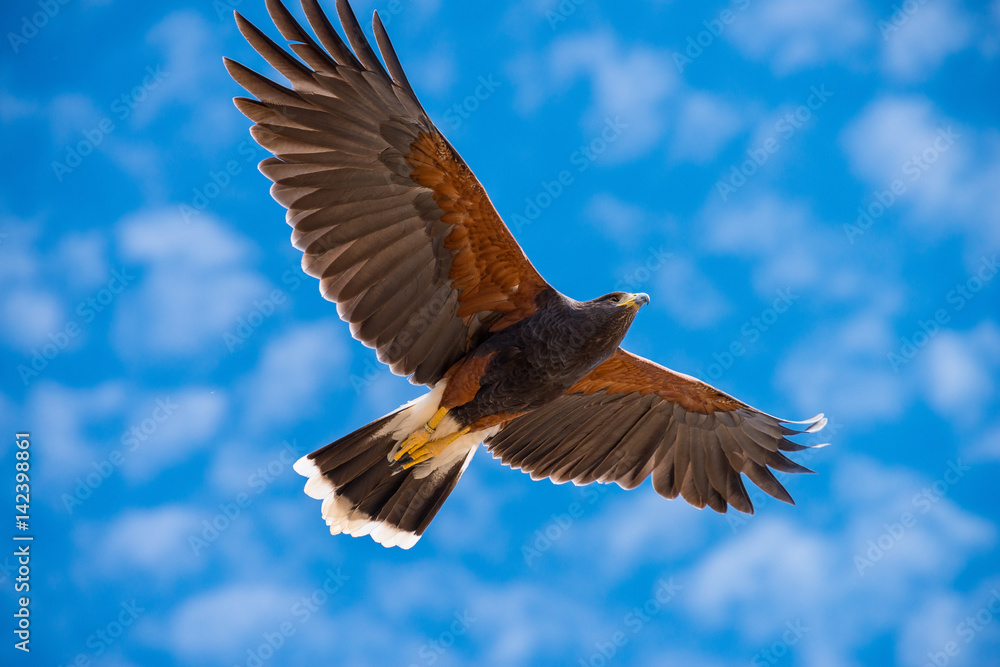 Obraz premium Harris Hawk