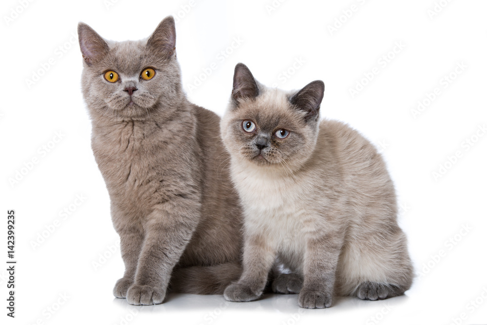 Zwei Britisch Kurzhaar Katzen