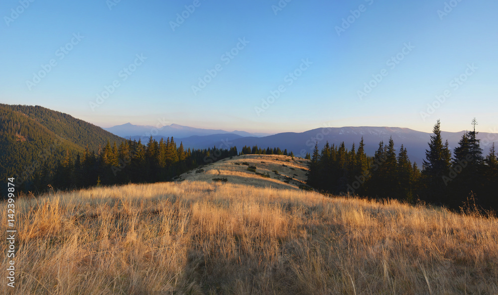 Wild field of grass in the Carpatian mountains at the sunset. Scenic landscape.