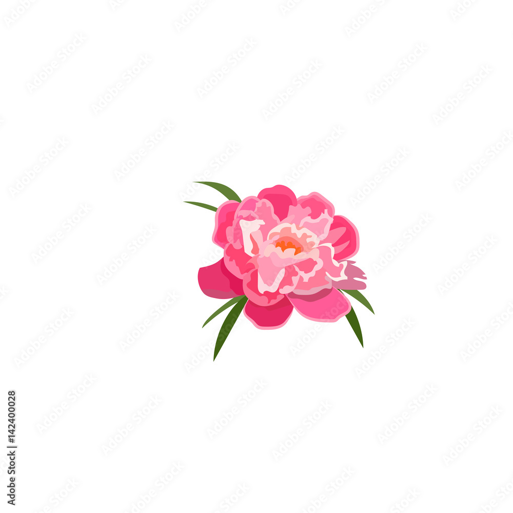 illustration of peony flower